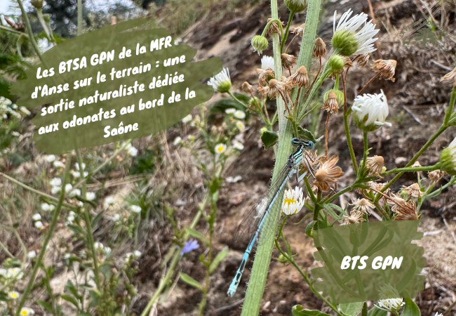 Étudiants en BTSA GPN de la MFR d’Anse observant et photographiant des odonates au bord de la Saône près de Trévoux